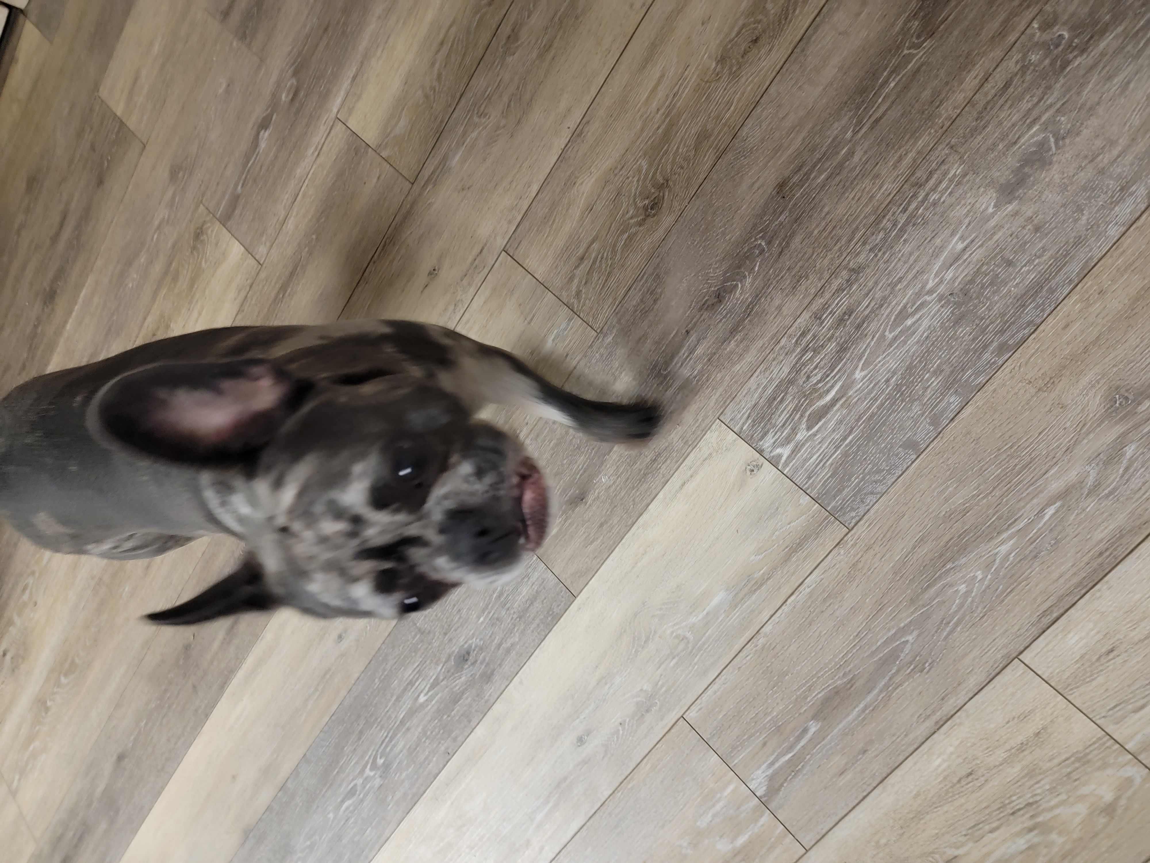 Frenchie