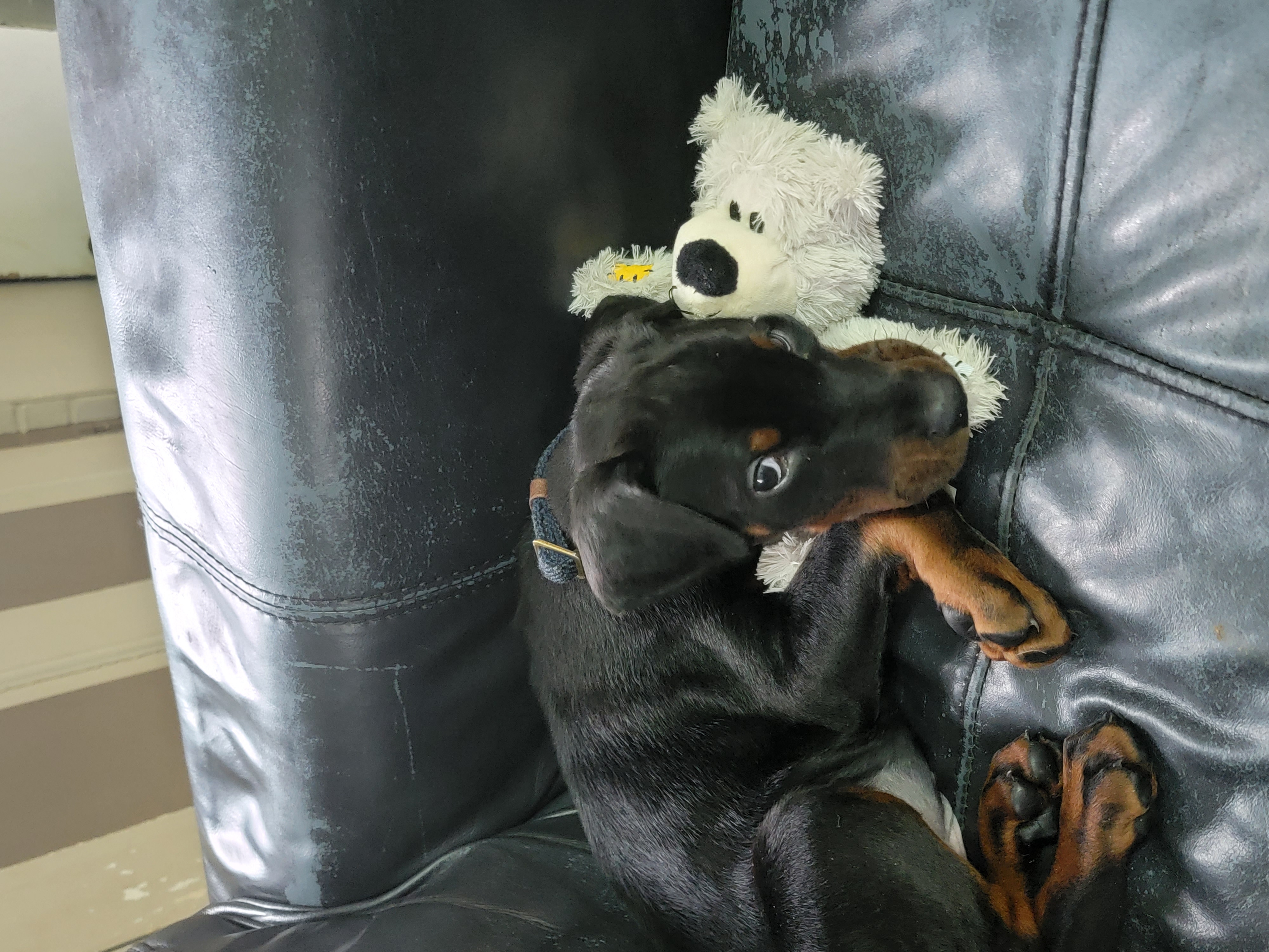Cute Puppy