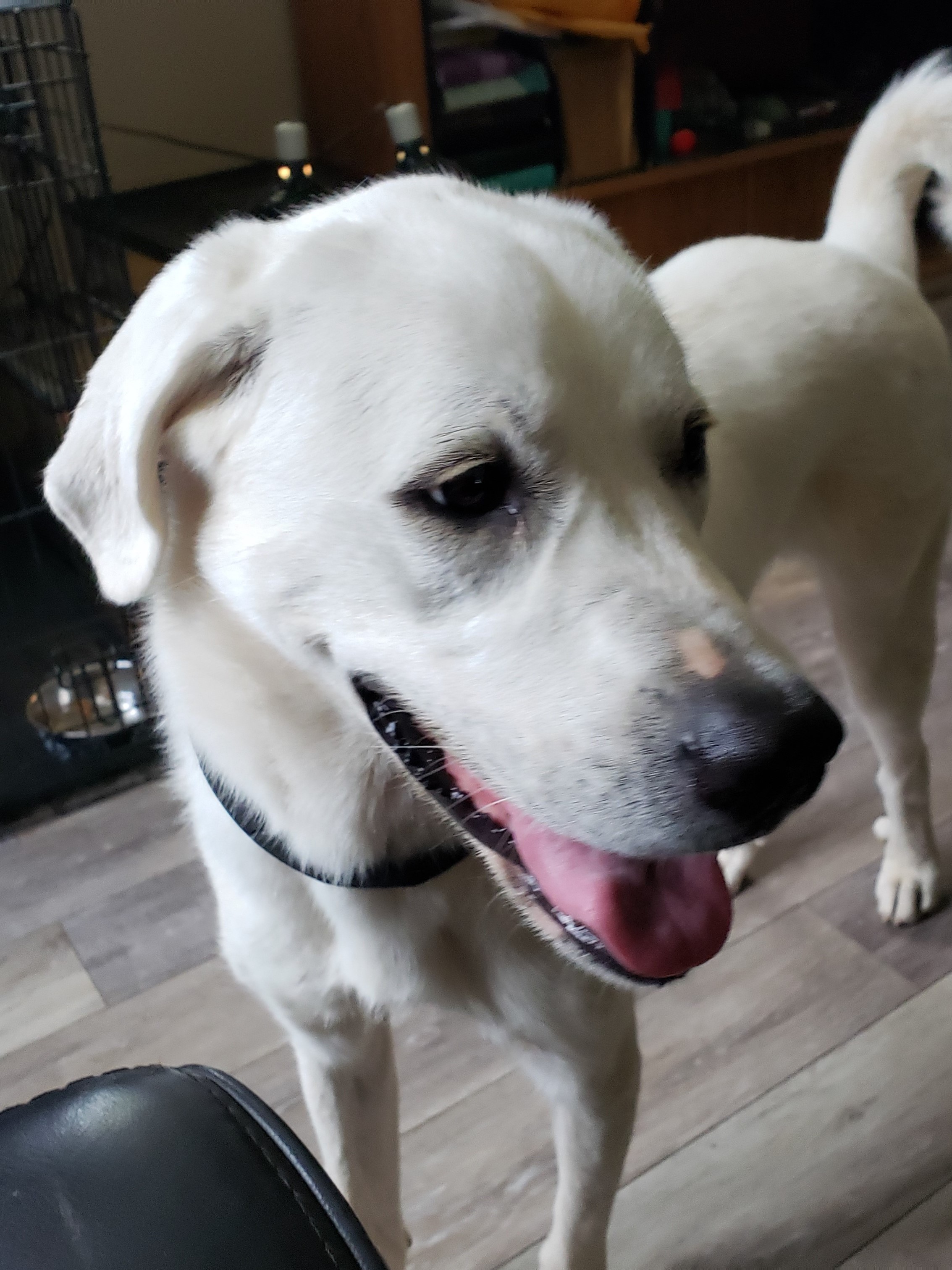 Cute dog